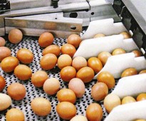 Automatický sběr vajec