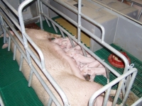 Porodní kotec AGRIVAN
